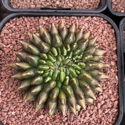 Gymnocalycium ‘Spine less’ cristata