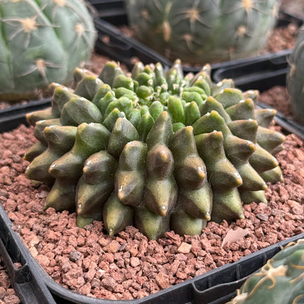Gymnocalycium ‘Spine less’ cristata