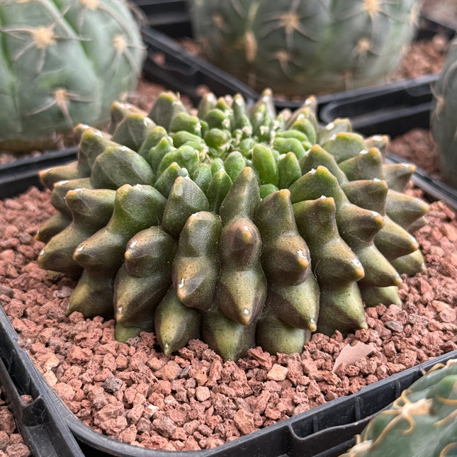 Gymnocalycium ‘Spine less’ cristata