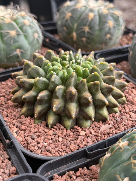 Gymnocalycium ‘Spine less’ cristata