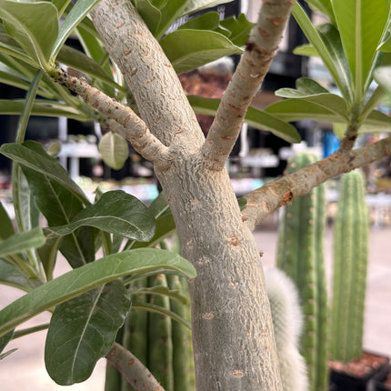 Adenium obesum „Wüstenrose“