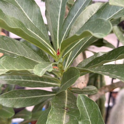 Adenium obesum „Wüstenrose“