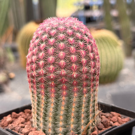 Pareja Cactus “Barbie” y “Ken”
