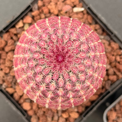 Pareja Cactus “Barbie” y “Ken”