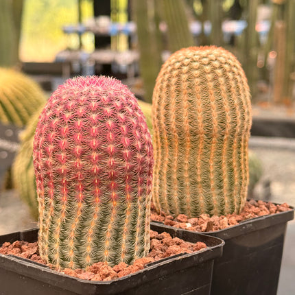 Pareja Cactus “Barbie” y “Ken”