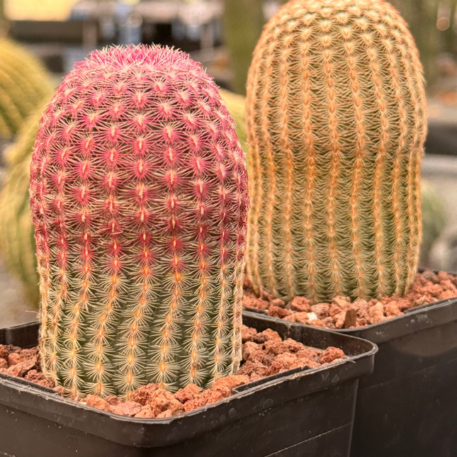 Pareja Cactus “Barbie” y “Ken”