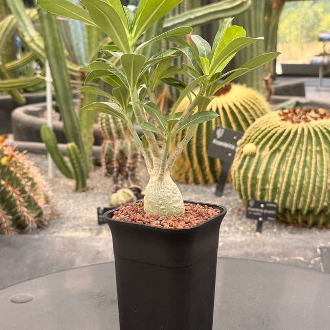 Adenium obesum "Rosa del Desierto"