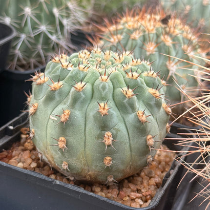 Acanthocalycium thionacanthum var. munitum