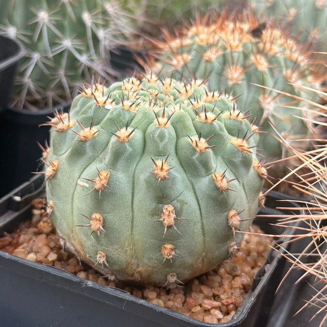 Acanthocalycium thionacanthum var. munitum
