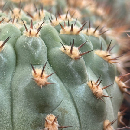 Acanthocalycium thionacanthum var. munitum