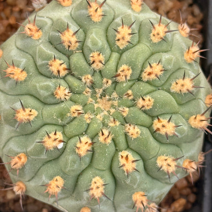 Acanthocalycium thionacanthum var. munitum