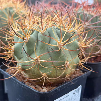 Denmoza rhodacantha