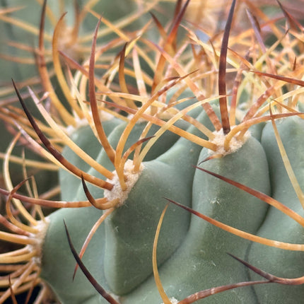 Denmoza rhodacantha