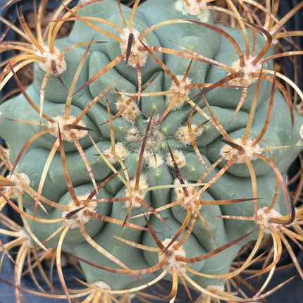 Denmoza rhodacantha