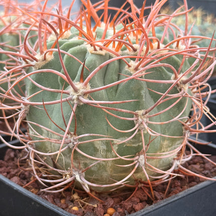 Denmoza rhodacantha var. diamantina