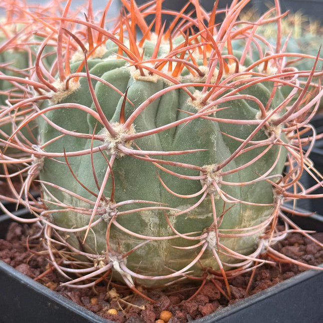 Denmoza rhodacantha var. diamantina