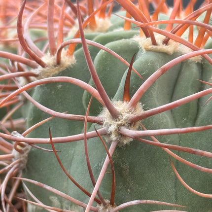 Denmoza rhodacantha var. diamantina