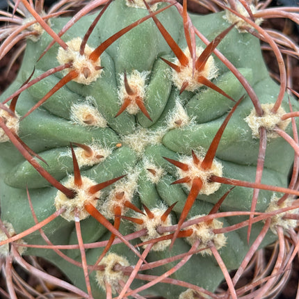 Denmoza rhodacantha var. diamantina