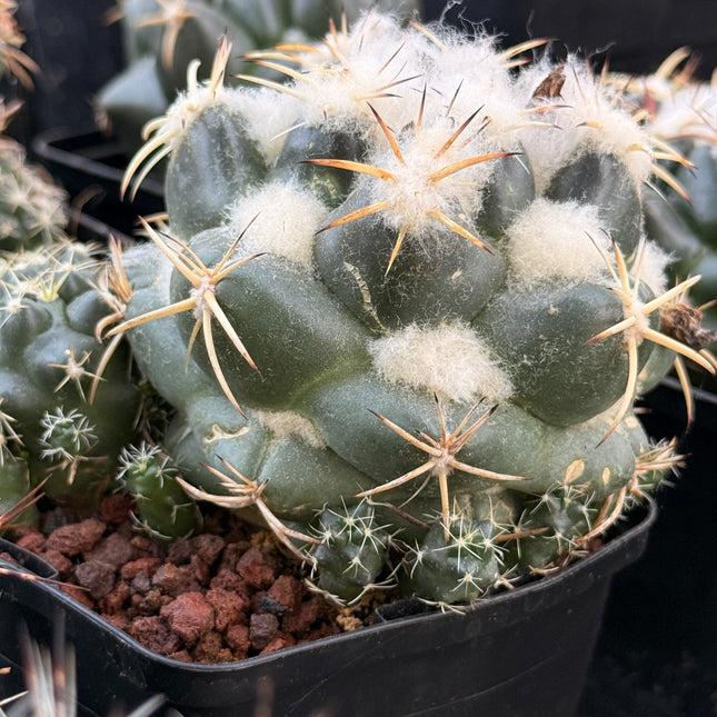 Coryphantha bumamma