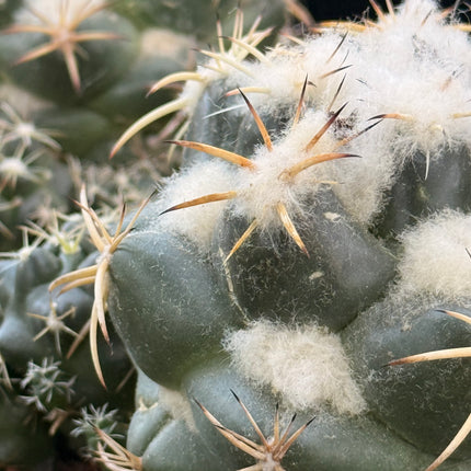 Coryphantha bumamma