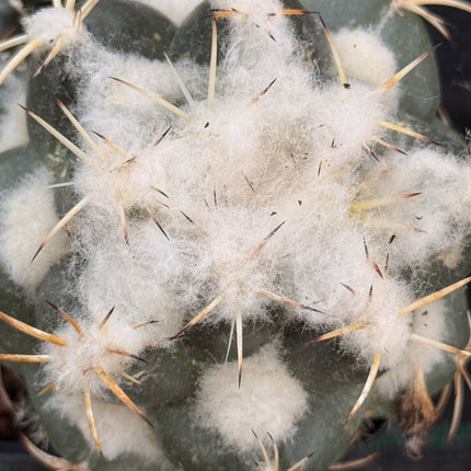 Coryphantha bumamma