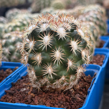 Coryphantha radians f. bold