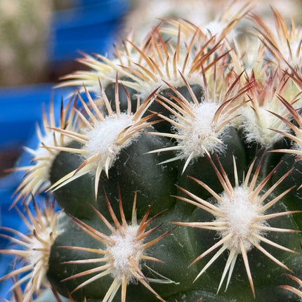 Coryphantha radians f. bold