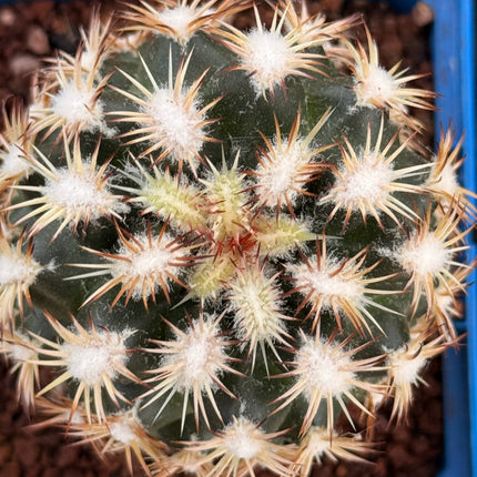 Coryphantha radians f. bold