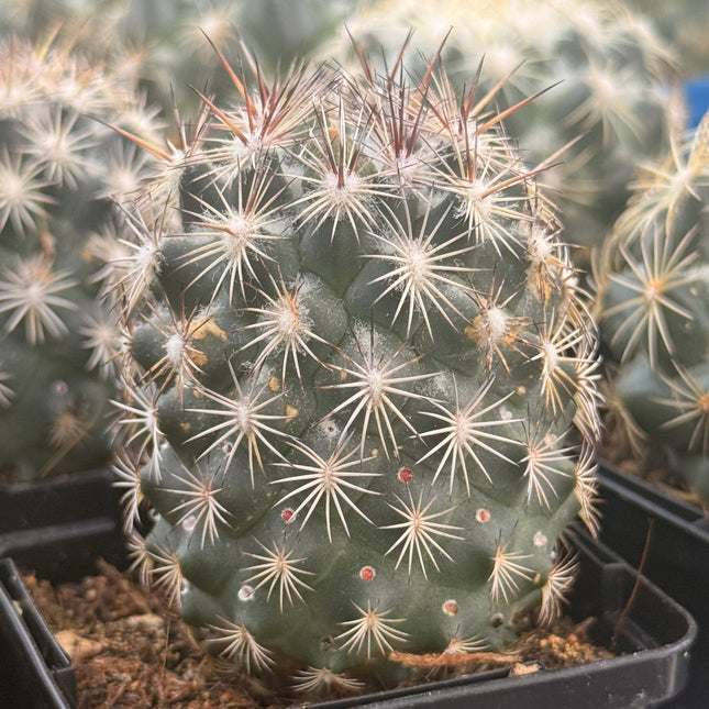 Coryphantha echinoidea