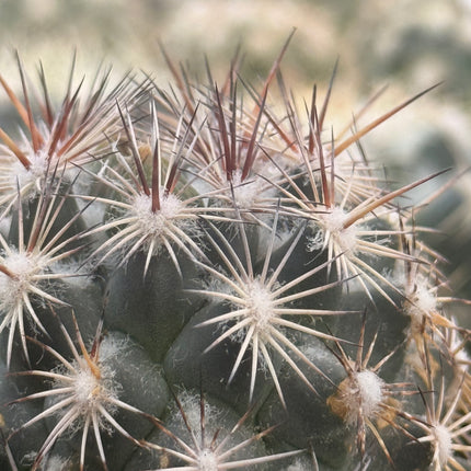 Coryphantha echinoidea