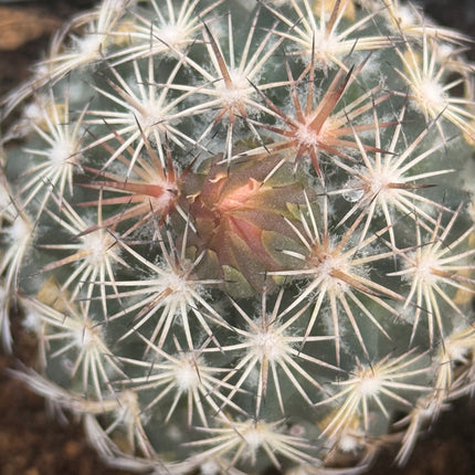 Coryphantha echinoidea