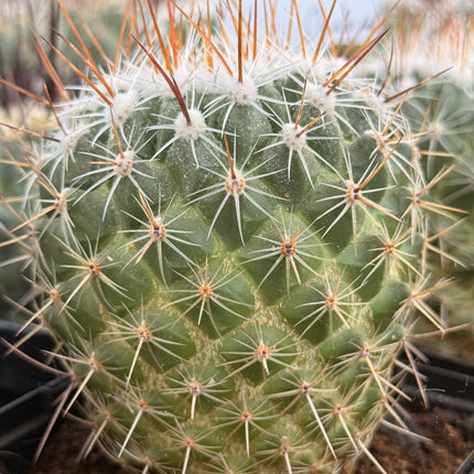 Thelocactus leucanthus