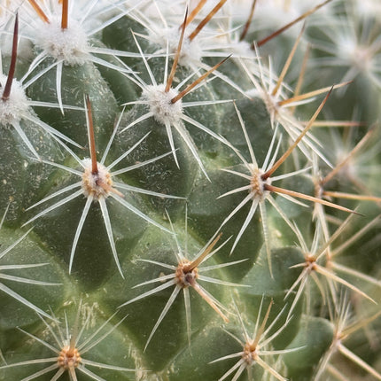 Thelocactus leucanthus