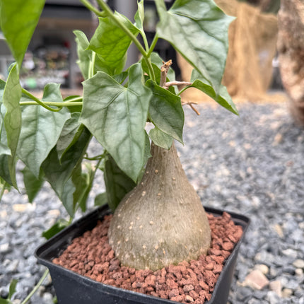 Gerrardanthus lobatus