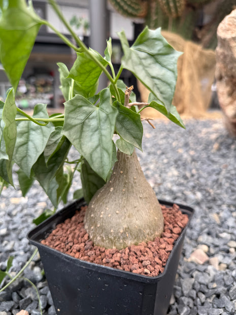 Gerrardanthus lobatus