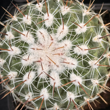 Thelocactus leucanthus