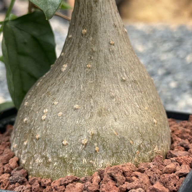 Gerrardanthus lobatus