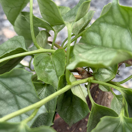 Gerrardanthus lobatus