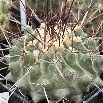 Thelocactus rinconensis subsp. rinconensis