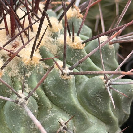 Thelocactus rinconensis subsp. rinconensis