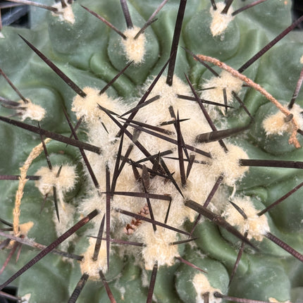 Thelocactus rinconensis subsp. rinconensis