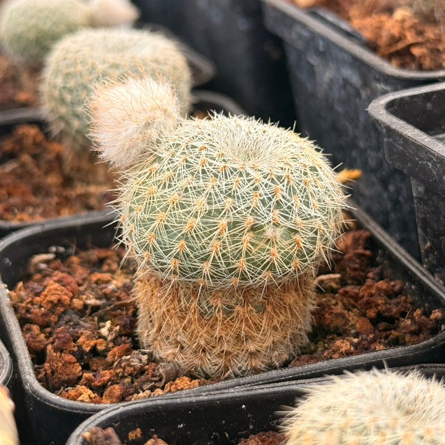 Frailea pygmaea var. gloriosa