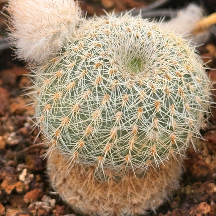 Frailea pygmaea var. gloriosa