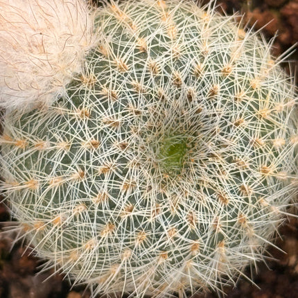 Frailea pygmaea var. gloriosa