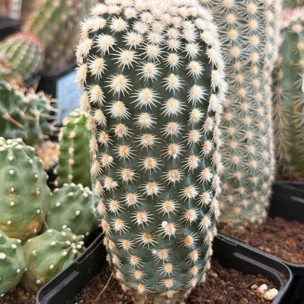 Echinocereus x roetteri