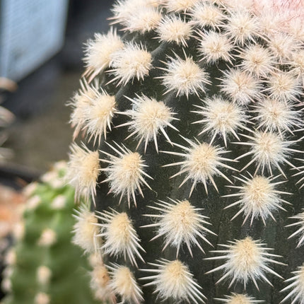 Echinocereus x roetteri