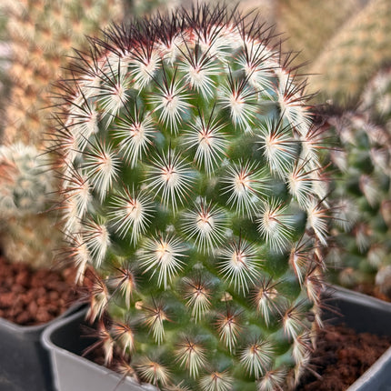 Mammillaria microhelia f. rosa