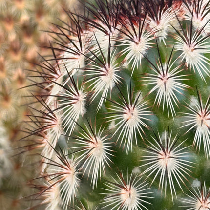 Mammillaria microhelia f. rosa