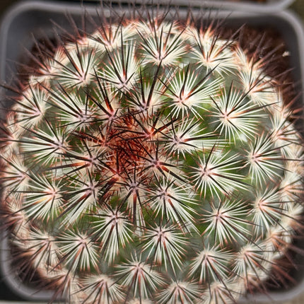 Mammillaria microhelia f. rosa