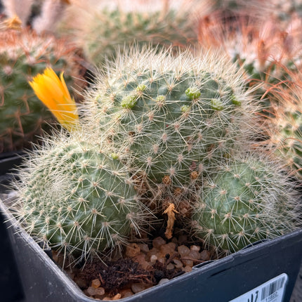 Boliviacactus chrysacanthion
